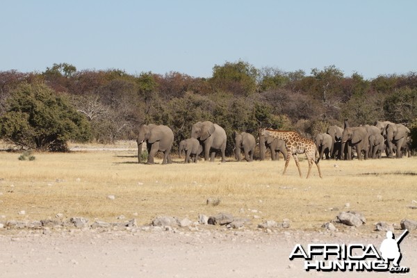 Elephant at Etosha National Park