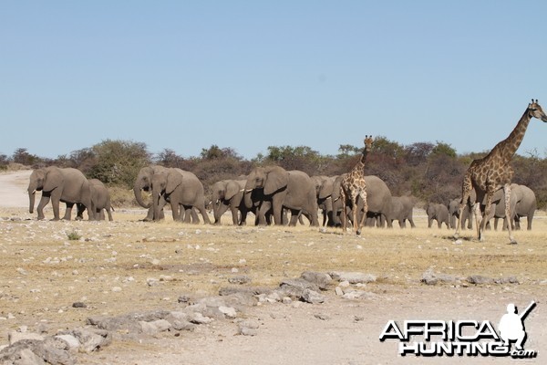 Elephant at Etosha National Park