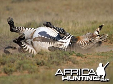 Cape Mountain Zebra (Mountain Zebra)