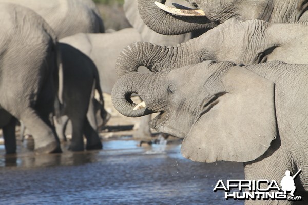 Elephant at Etosha National Park