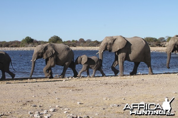 Elephant at Etosha National Park