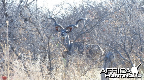 Greater Kudu Namibia