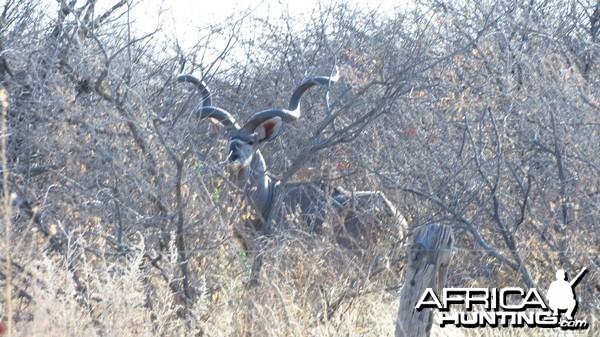 Greater Kudu Namibia