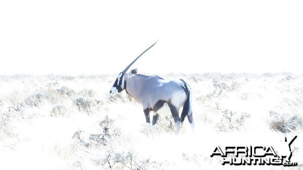 Gemsbok at Etosha National Park