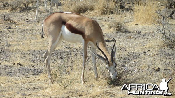 Springbok at Etosha National Park