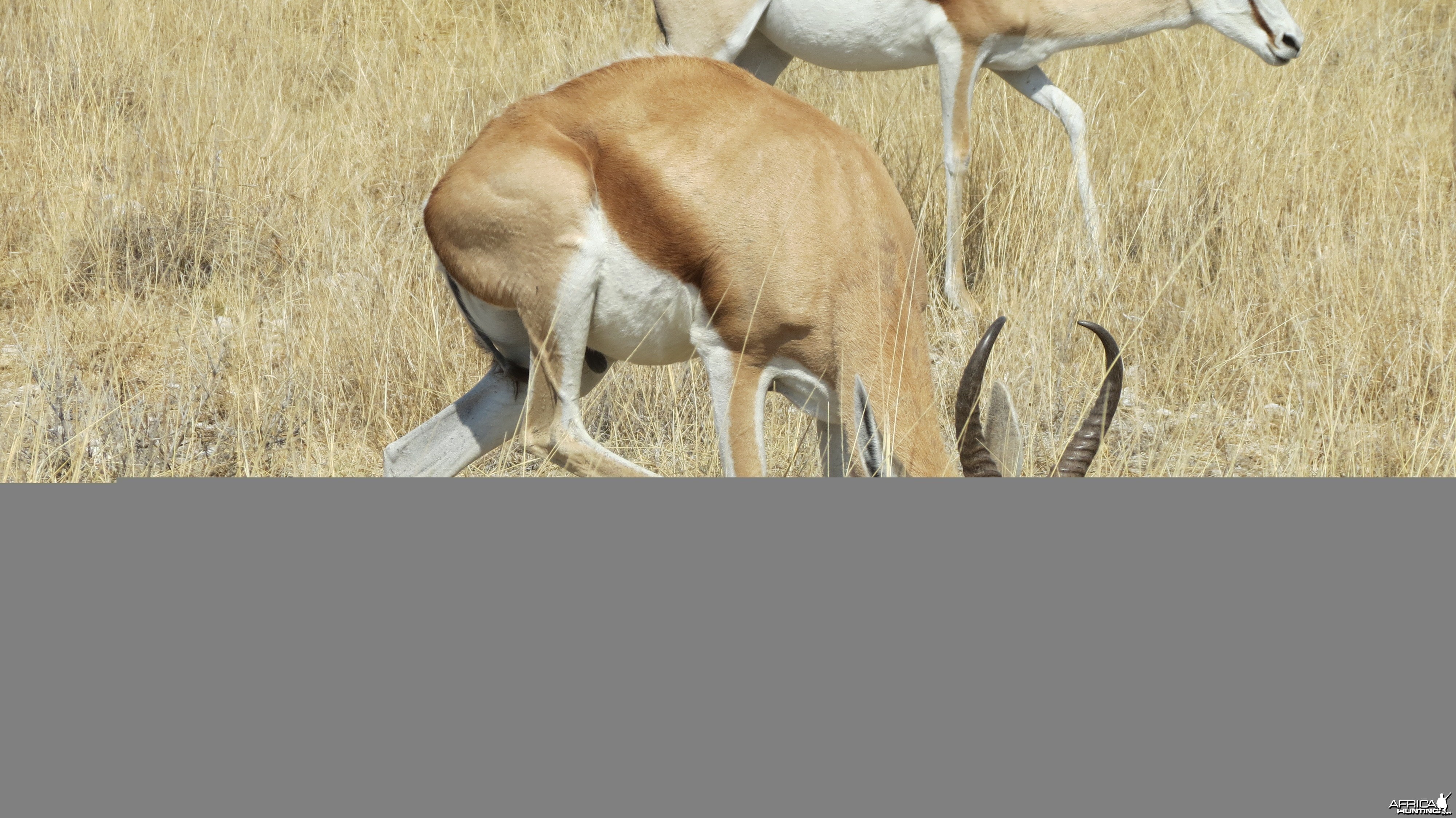 Springbok at Etosha National Park