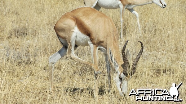 Springbok at Etosha National Park