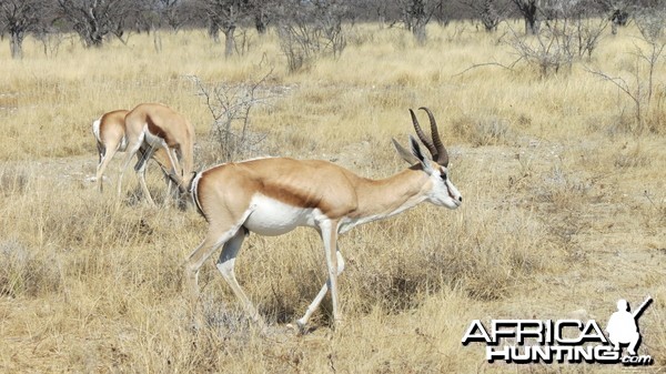 Springbok at Etosha National Park