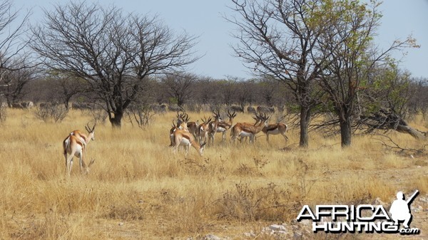 Springbok at Etosha National Park