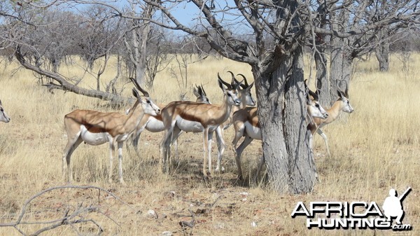 Springbok at Etosha National Park