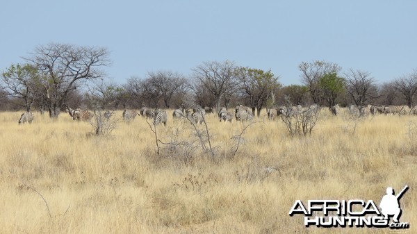 Zebra at Etosha National Park