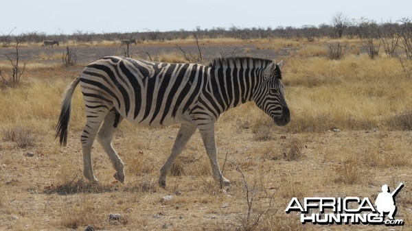 Zebra at Etosha National Park