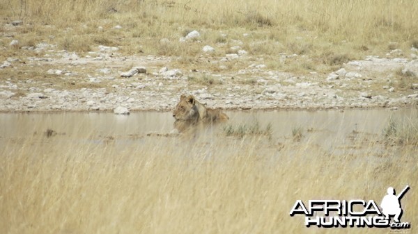 Lion at Etosha National Park