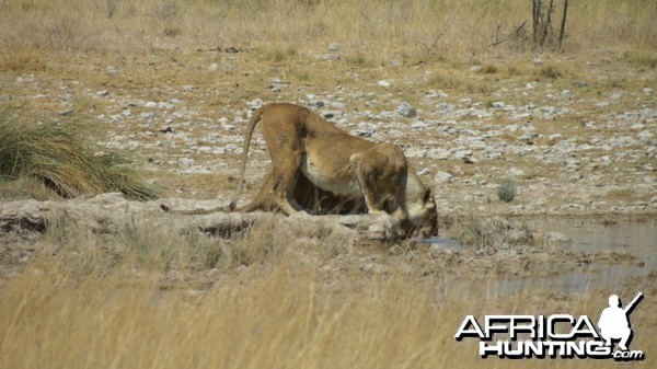 Lion at Etosha National Park