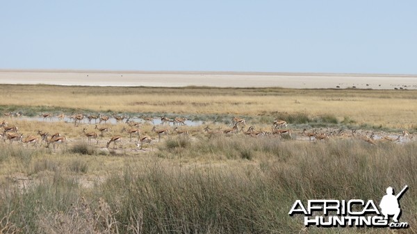 Etosha National Park