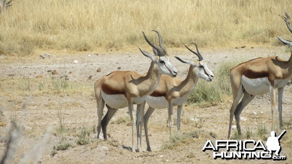 Springbok at Etosha National Park