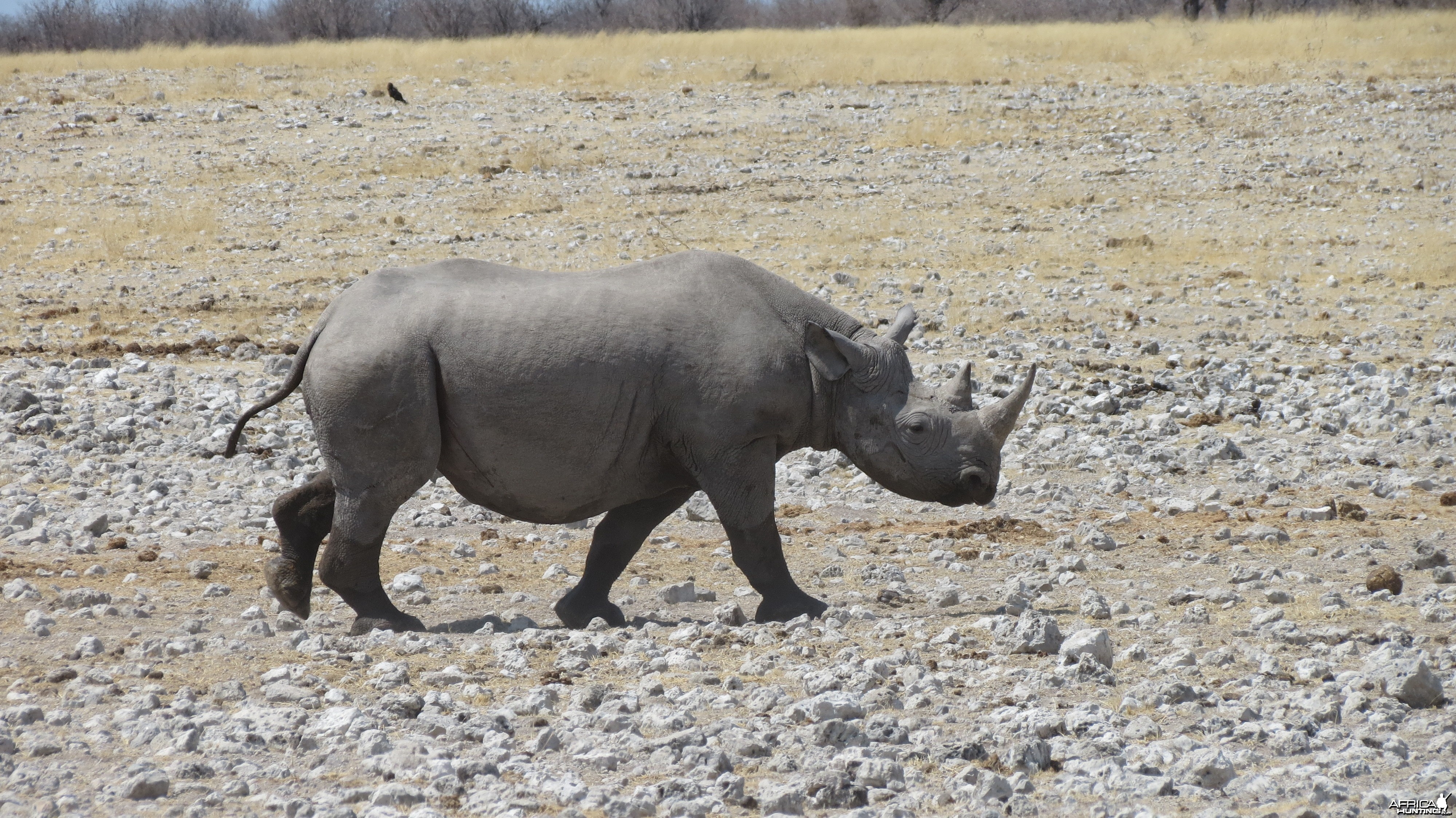 Black Rhino at Etosha National Park