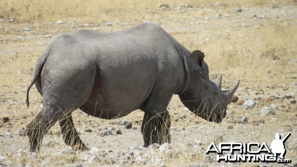 Black Rhino at Etosha National Park