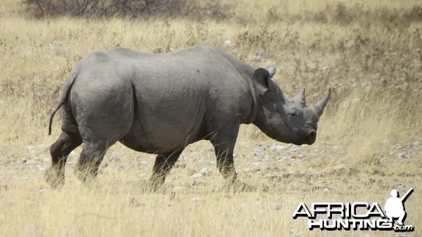 Black Rhino at Etosha National Park