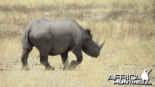 Black Rhino at Etosha National Park