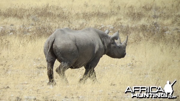 Black Rhino at Etosha National Park