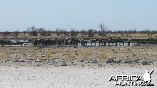 Zebra at Etosha National Park