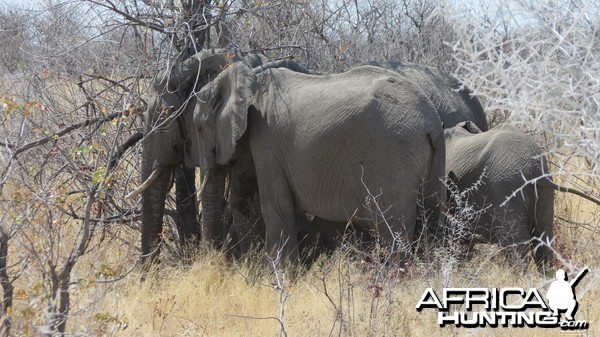 Elephant at Etosha National Park