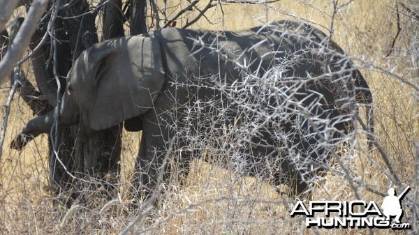 Elephant at Etosha National Park