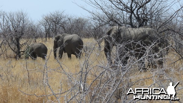 Elephant at Etosha National Park