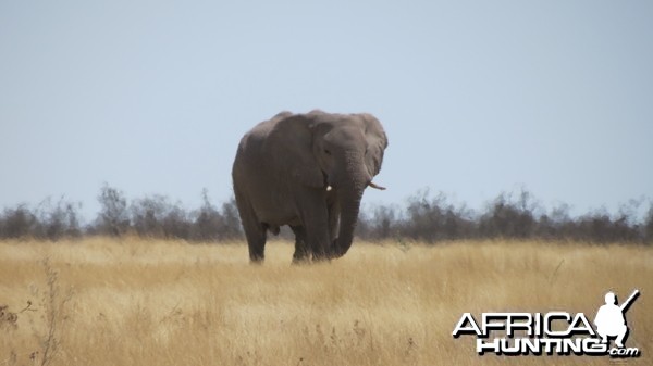 Elephant at Etosha National Park