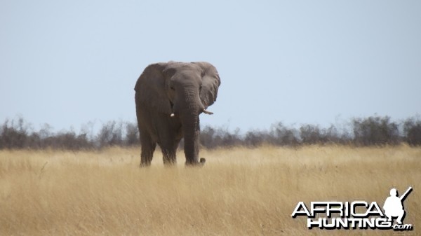 Elephant at Etosha National Park