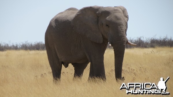 Elephant at Etosha National Park