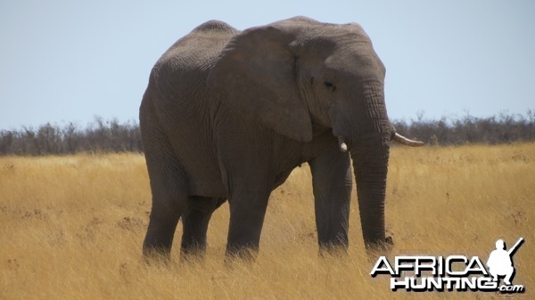 Elephant at Etosha National Park