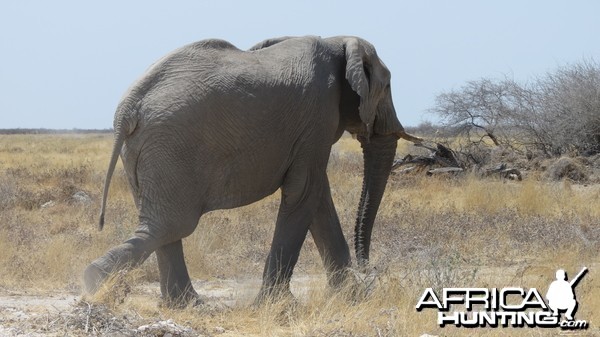 Elephant at Etosha National Park