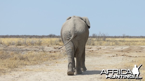 Elephant at Etosha National Park