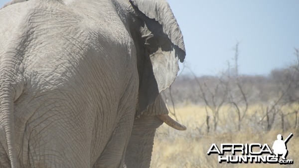 Elephant at Etosha National Park