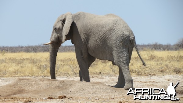 Elephant at Etosha National Park