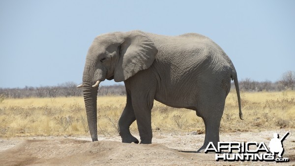 Elephant at Etosha National Park