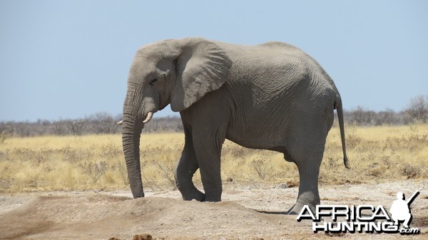 Elephant at Etosha National Park