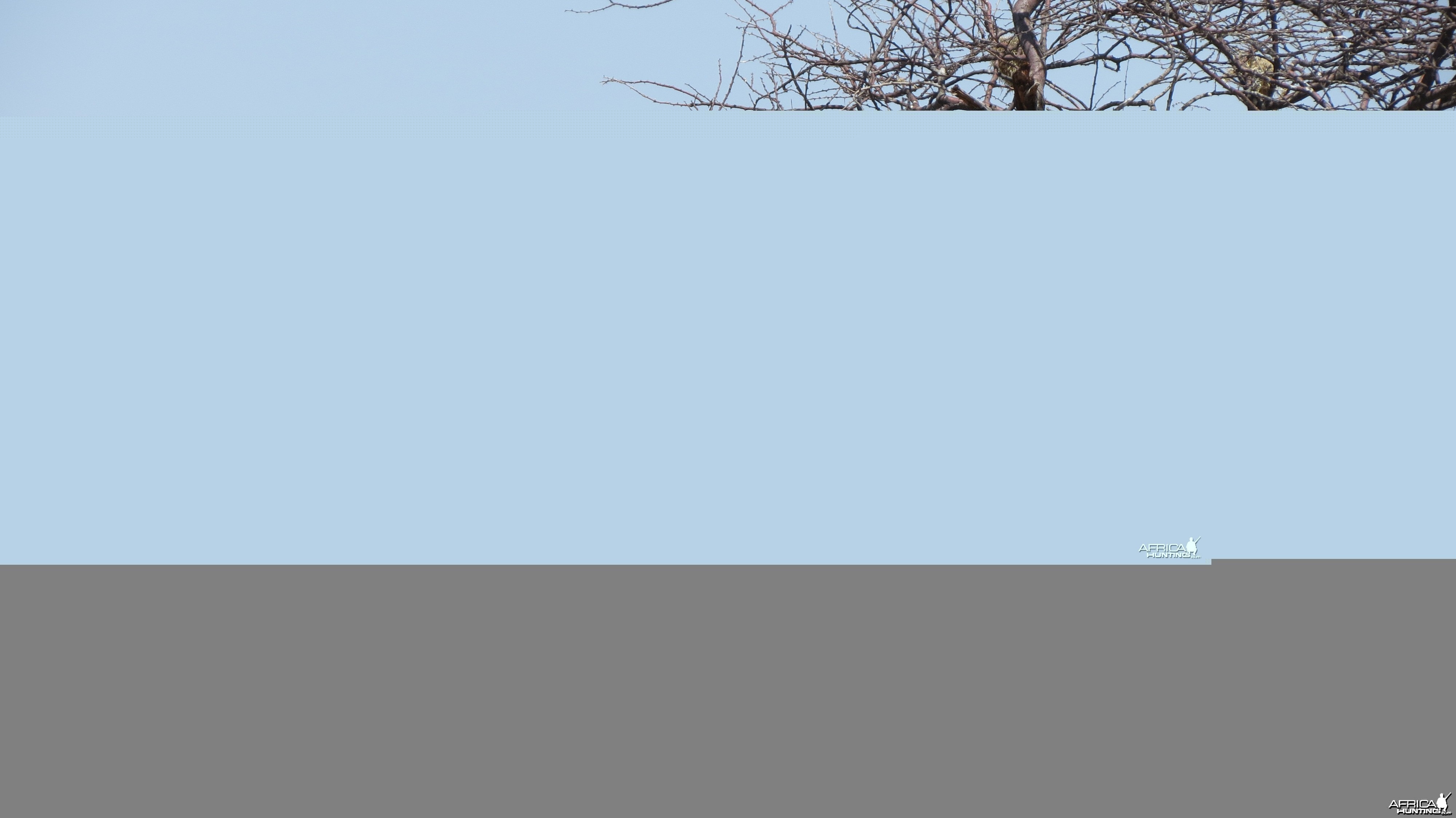 Community Weaver Nest at Etosha National Park