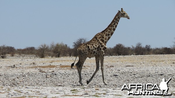 Giraffe at Etosha National Park