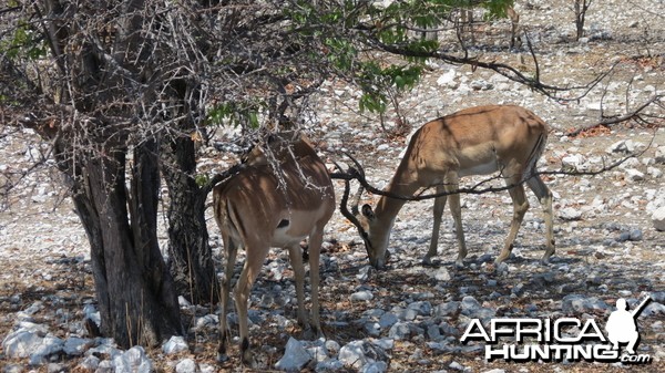 Black-Faced Impala at Etosha National Park