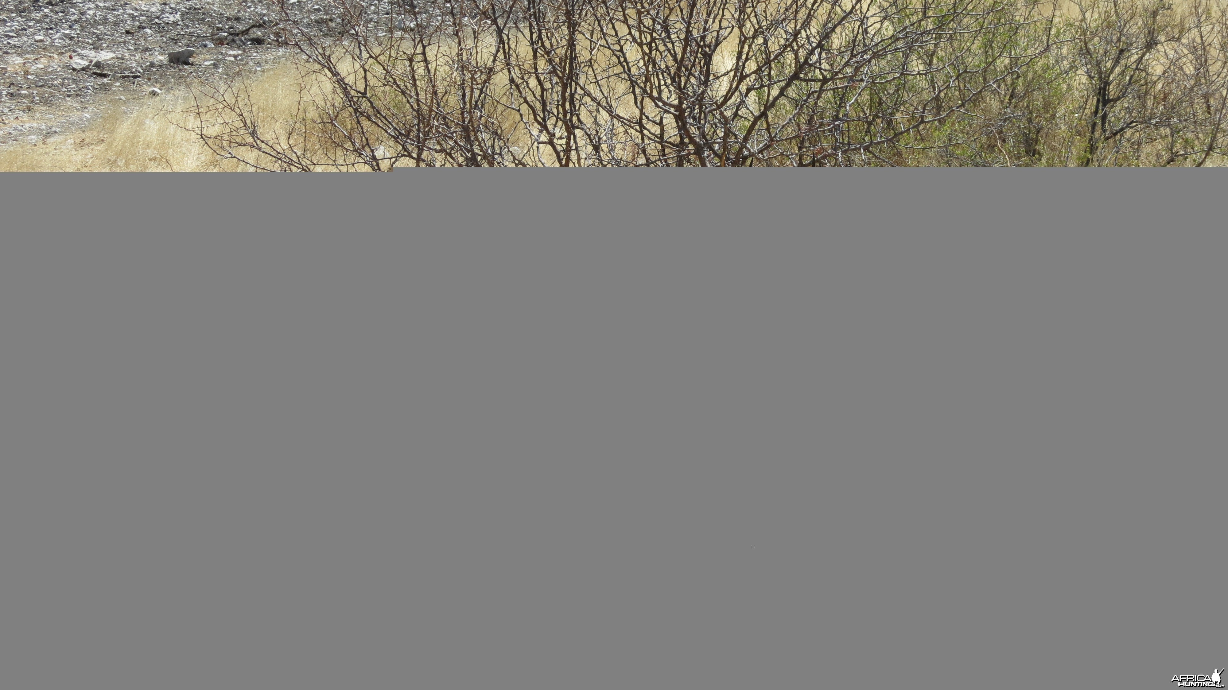 Black-Faced Impala at Etosha National Park