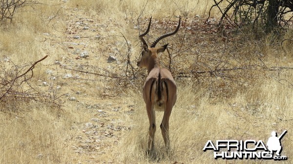 Black-Faced Impala at Etosha National Park