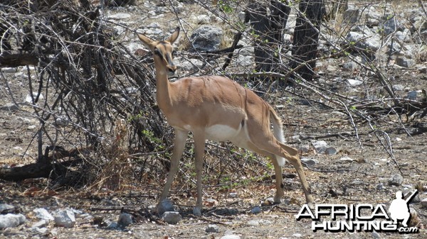 Black-Faced Impala at Etosha National Park