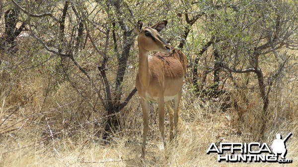 Black-Faced Impala at Etosha National Park