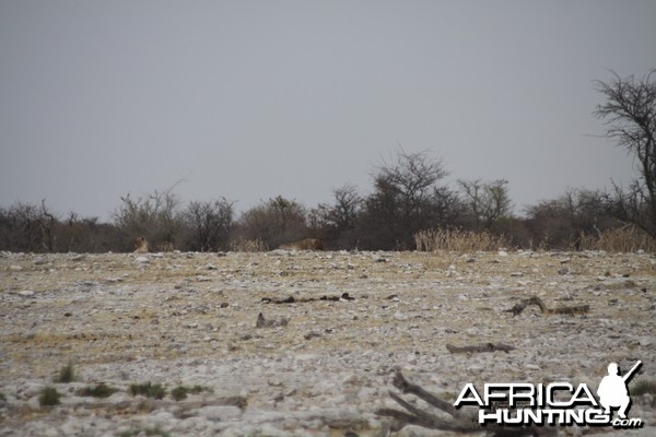 Lion at Etosha National Park