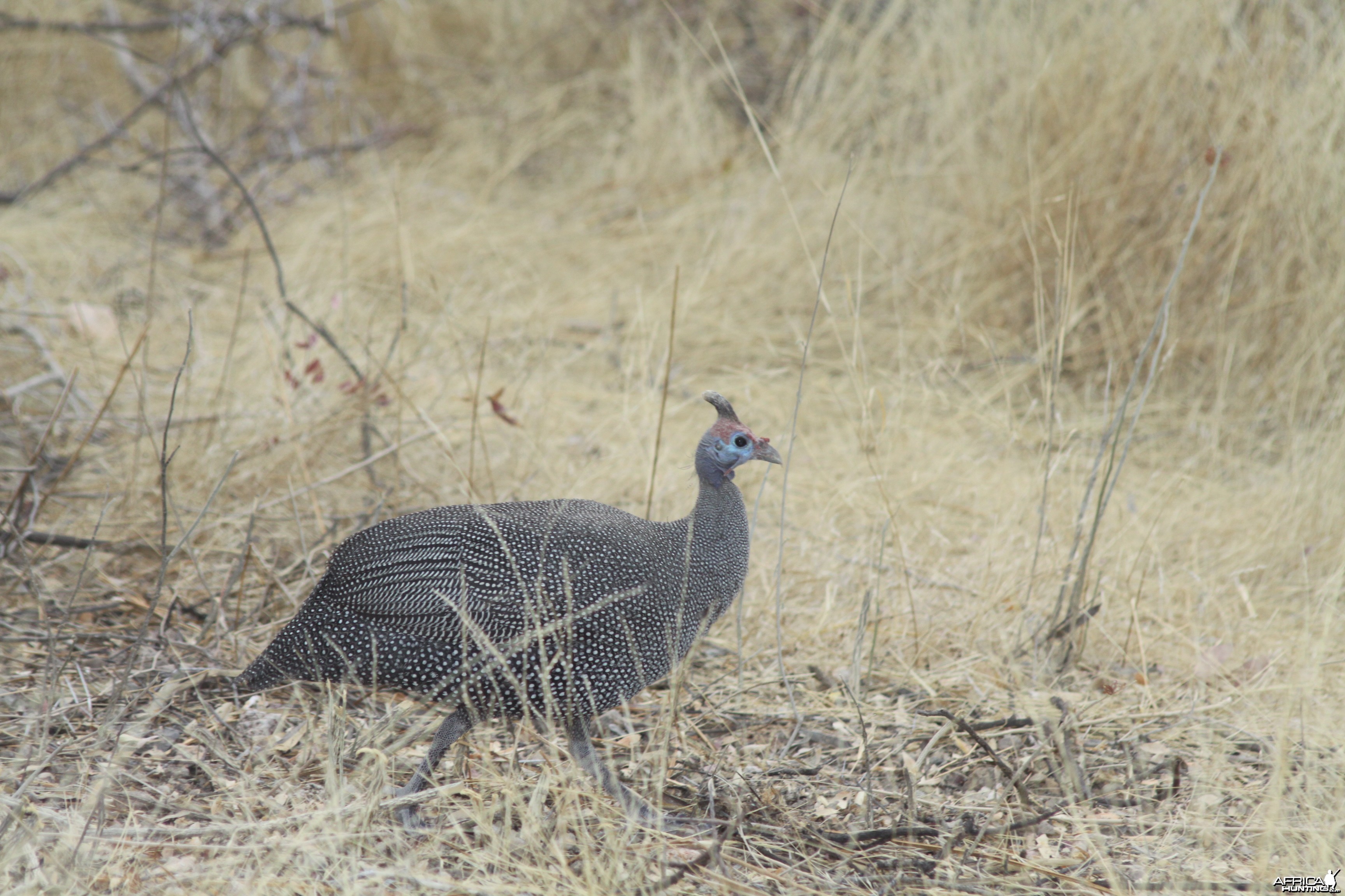 Guineafowl