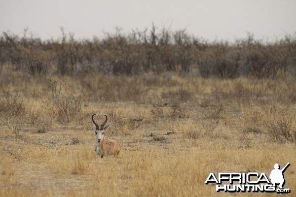 Springbok at Etosha National Park