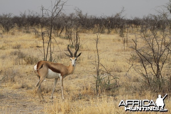 Springbok at Etosha National Park